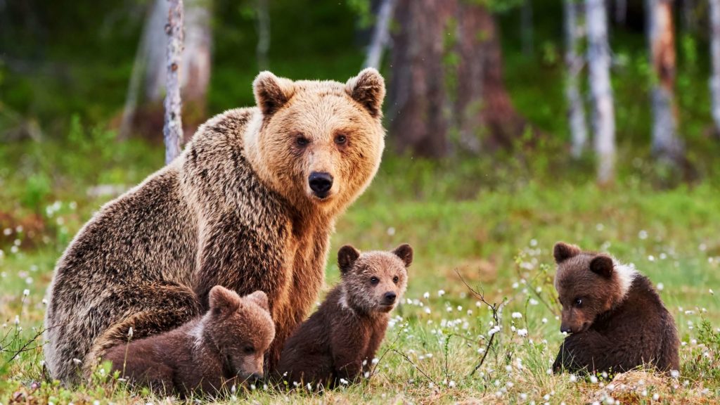 niedźwiedzie brunatne w Norwegii
